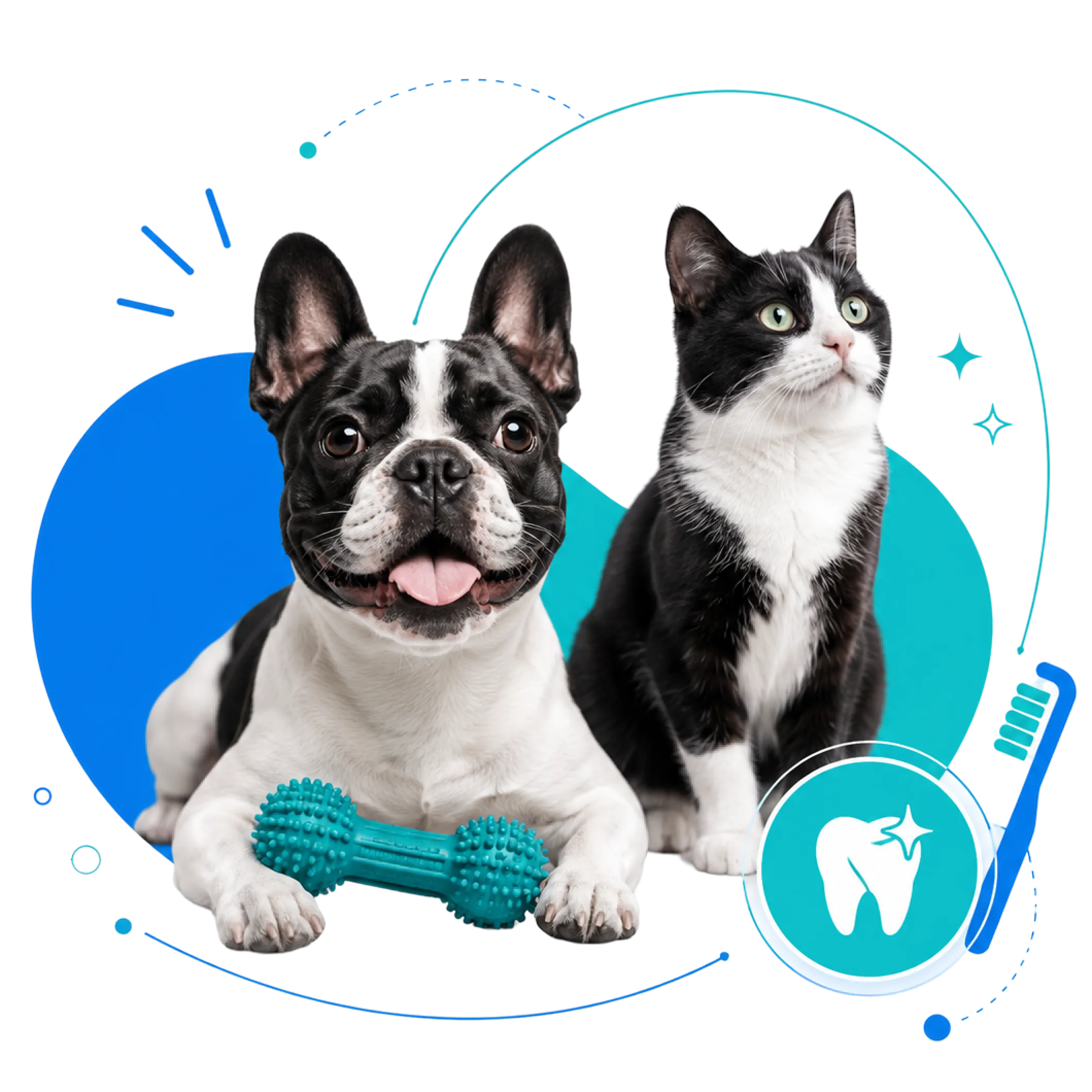 Imagem ilustrativa do atendimento de odontologia veterinária da Avipec